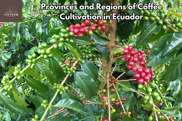 Provinces and Regions of Coffee Cultivation in Ecuador