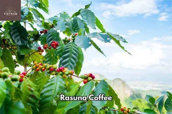 What is Rasuna Coffee