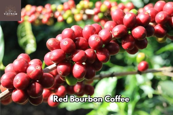 Red Bourbon Coffee