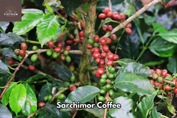 What Is Sarchimor Coffee?