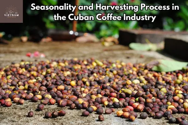 Seasonality and Harvesting Process in the Cuban Coffee Industry