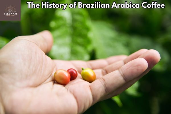 The History of Brazilian Arabica Coffee