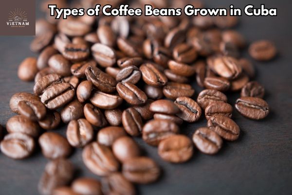 Types of Coffee Beans Grown in Cuba
