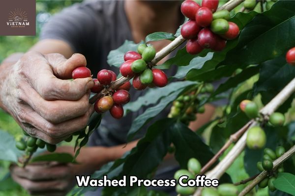 Washed Process Coffee