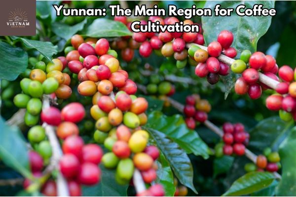 Yunnan: The Main Region for Coffee Cultivation