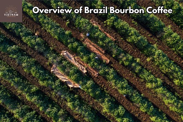 Overview of Brazil Bourbon Coffee