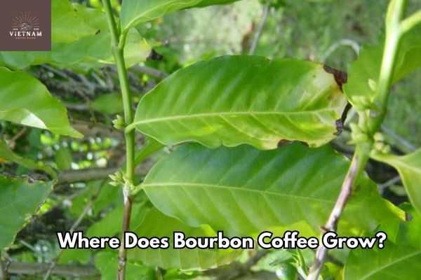 Where Does Bourbon Coffee Grow?