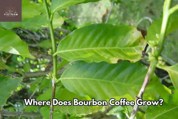 Where Does Bourbon Coffee Grow?